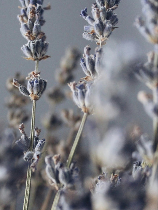 Nuvessa Scents – Lavender Soy Wax Candle - | Nuvessa Skincare