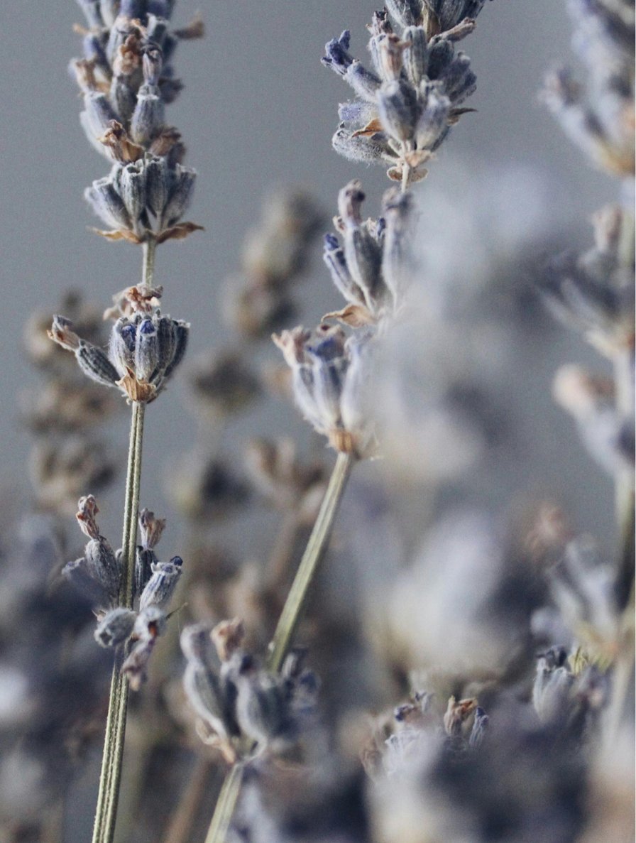 Nuvessa Scents – Lavender Soy Wax Candle - | Nuvessa Skincare