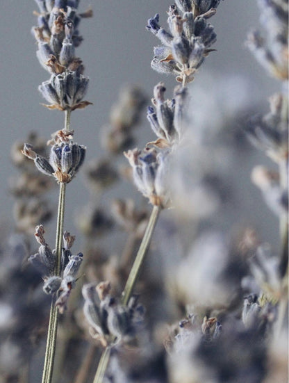 Nuvessa Scents – Lavender Soy Wax Candle - | Nuvessa Skincare