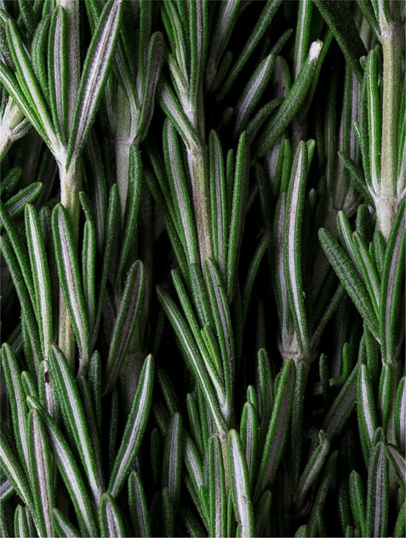 Scalp Scrub for Dandruff & Hair Growth | Rosemary Mint - Hair Care | Nuvessa Skincare