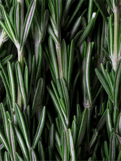 Scalp Scrub for Dandruff & Hair Growth | Rosemary Mint - Hair Care | Nuvessa Skincare